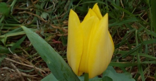 tulipa.jpg