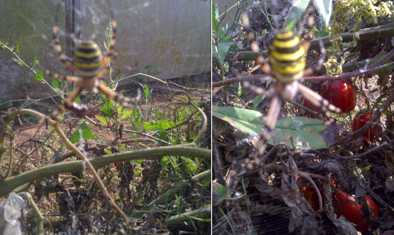 aranha abelha.bmp aranha abelha.bmp