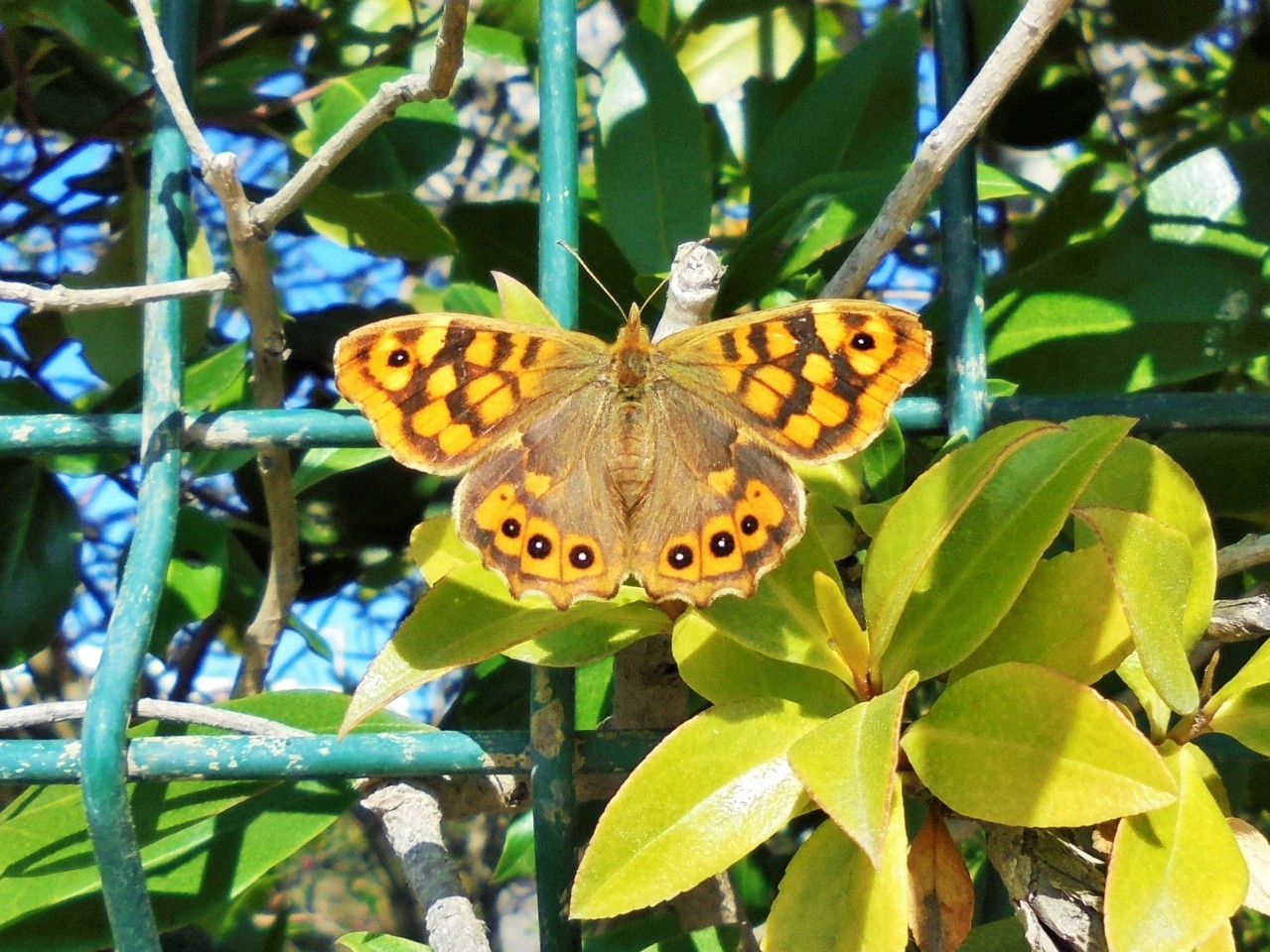 borboleta.JPG