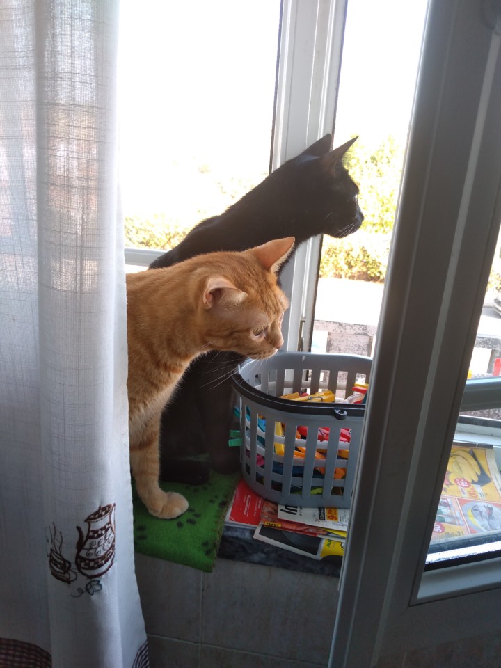 IMG_20190916_171143.jpg IMG_20190916_171143.jpg