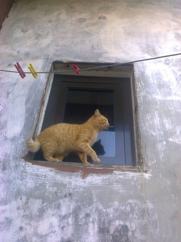 gata_VC_agosto-2014_1.jpg