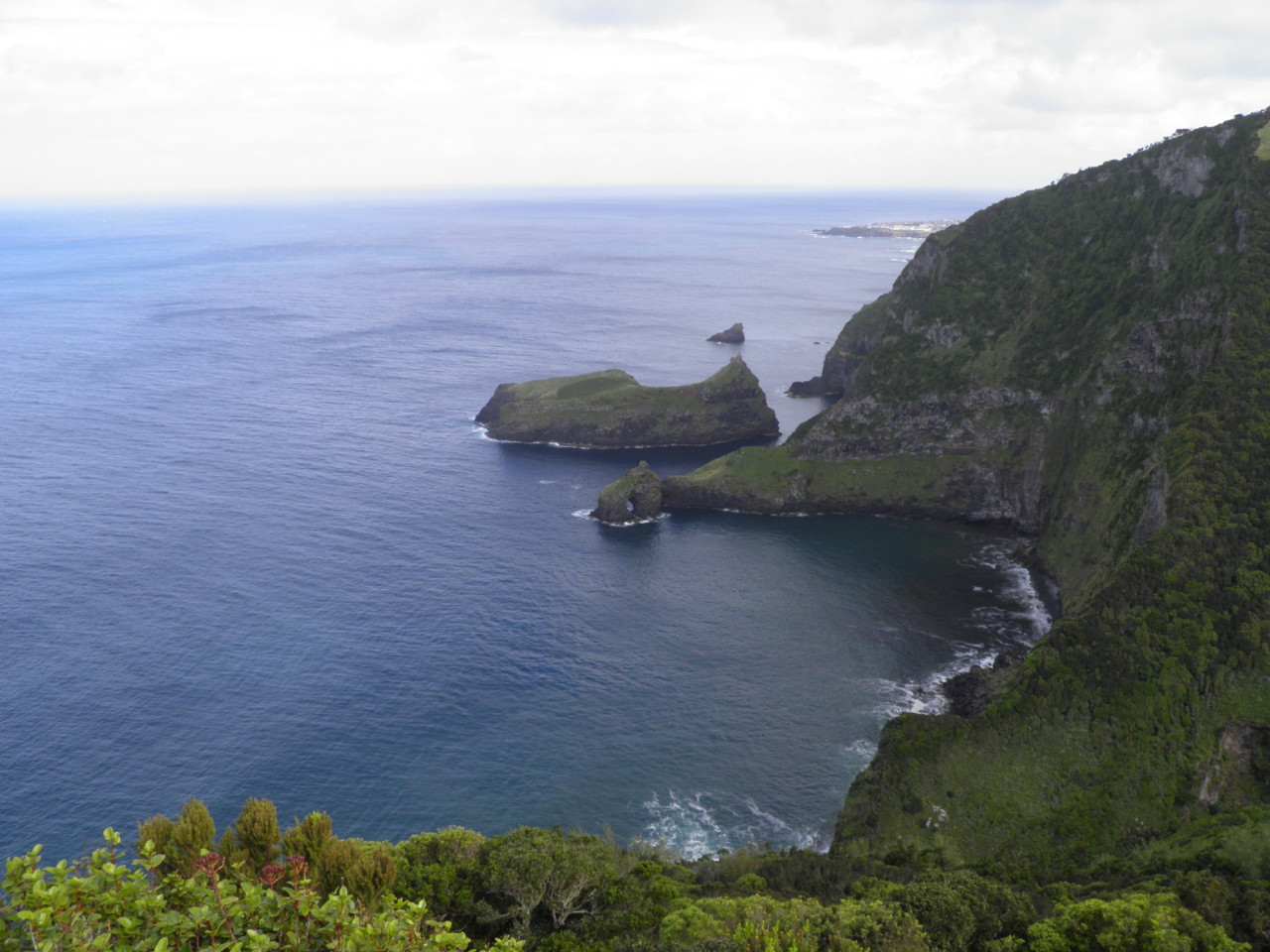 Ponta Ruiva, Flores (3).JPG