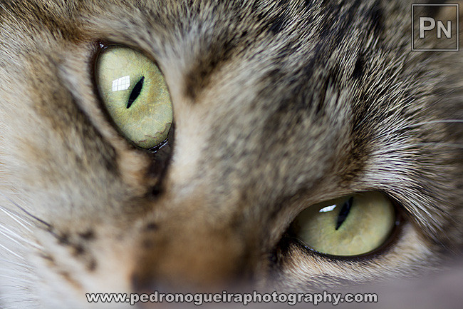 _MG_0120 650px _MG_0120 650px