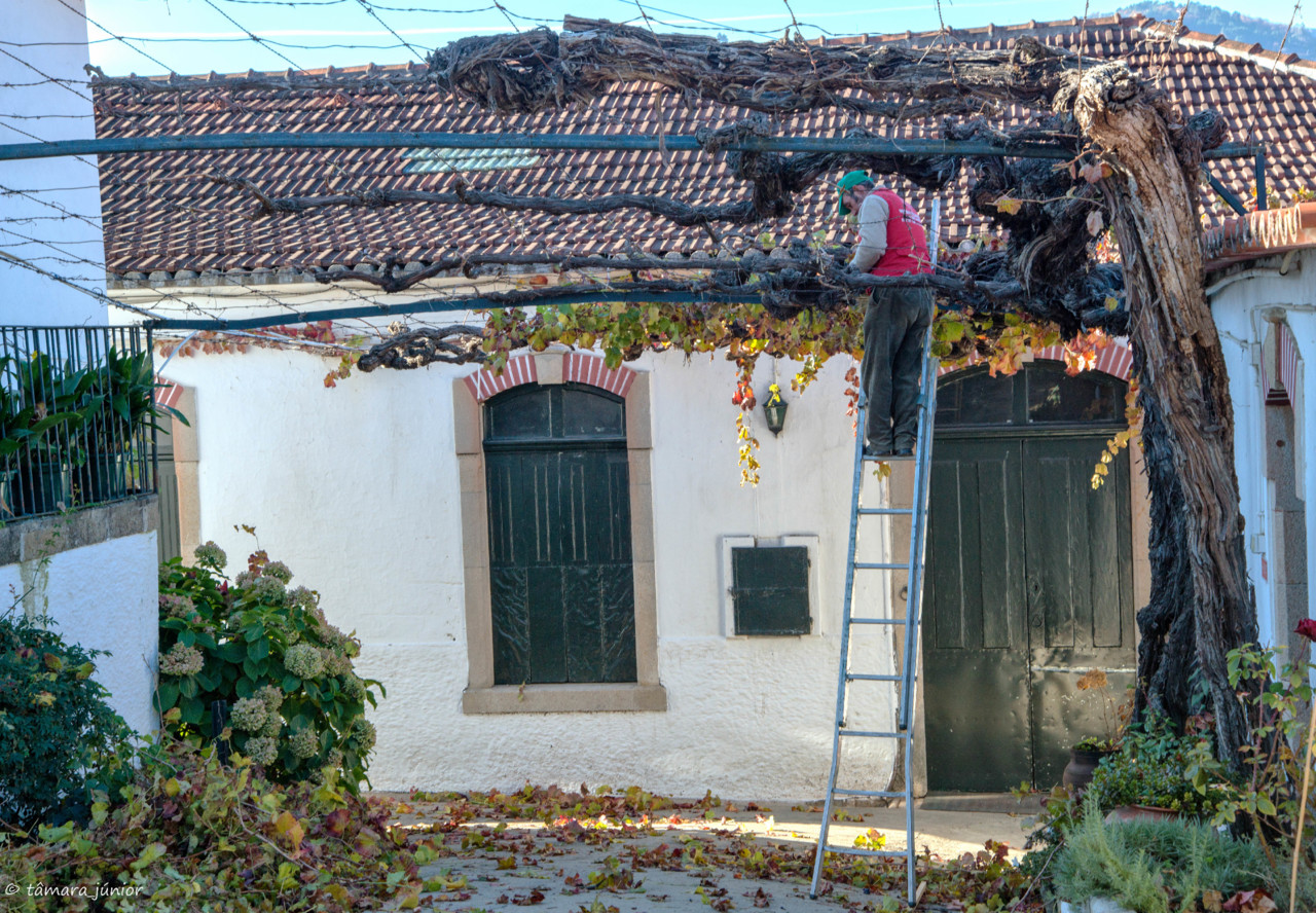 2017.- Pelo Douro no outono II (542).jpg 2017.- Pelo Douro no outono II (542).jpg