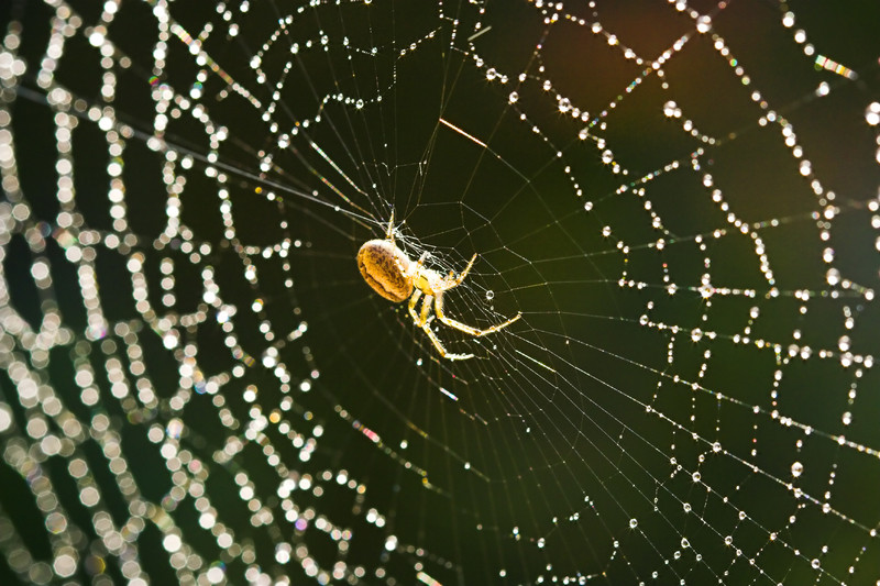 spider-and-web.jpg