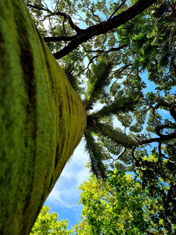 Jardim António Borges.jpeg