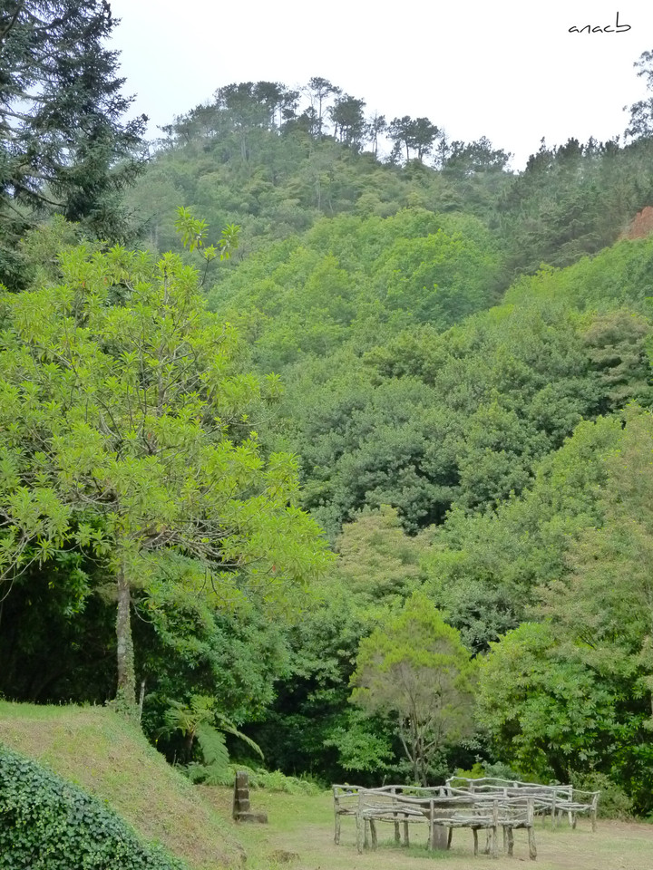 ao acaso #18 Ribeiro Frio, Madeira.JPG