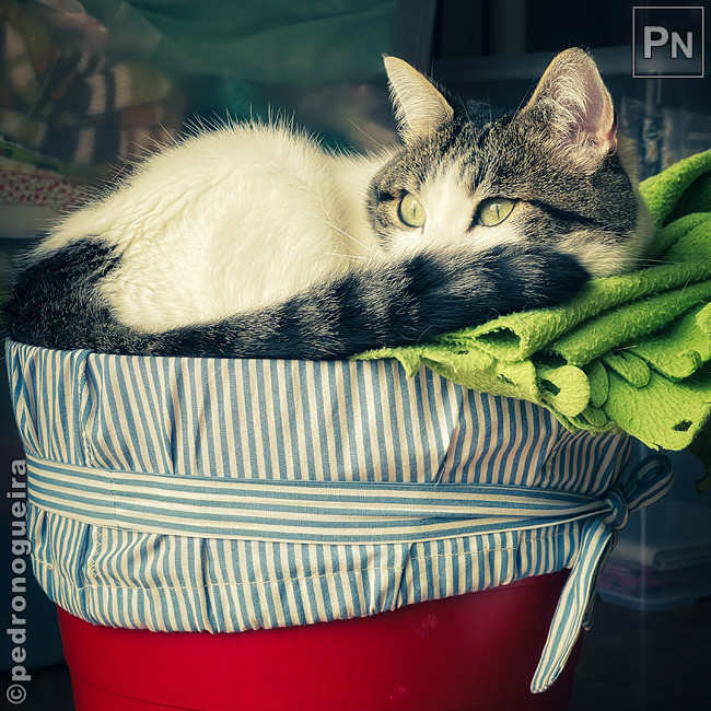 Jun_2021_067b 650px.jpg Jun_2021_067b 650px.jpg