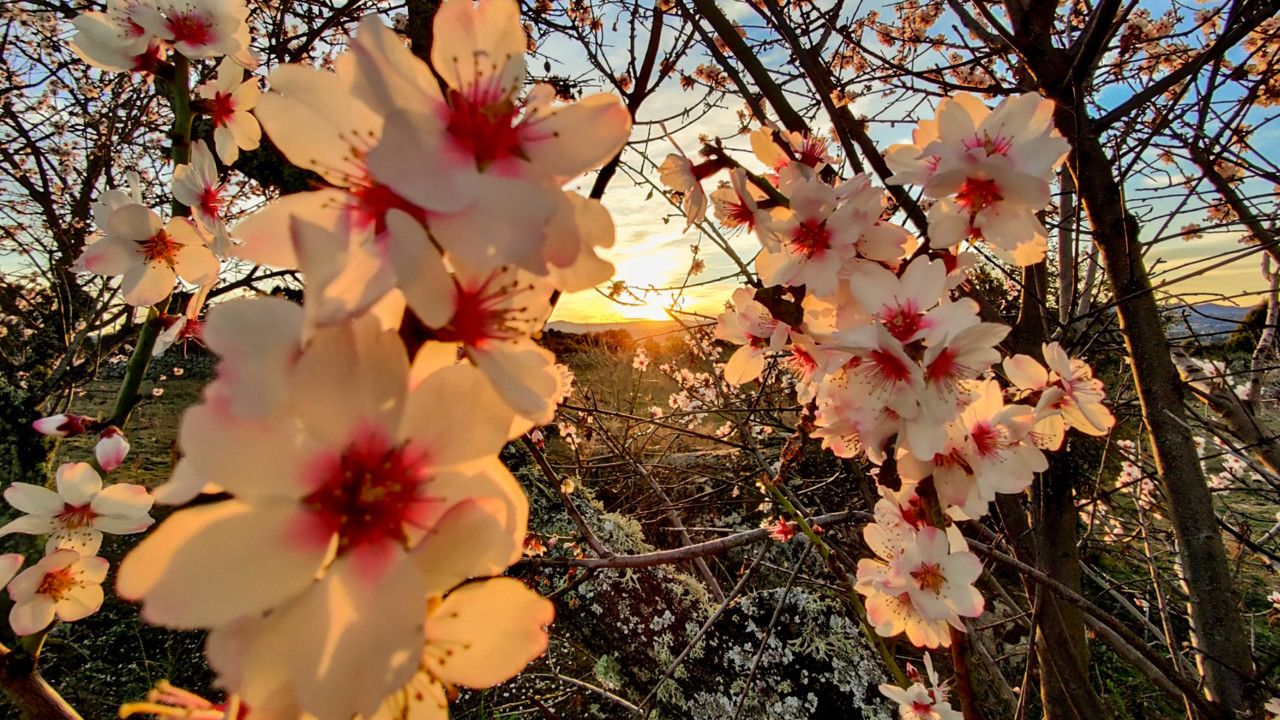 flor de amendoeira por do sol.jpg