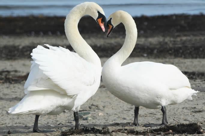 relacaoamorosa.jpg relacaoamorosa.jpg