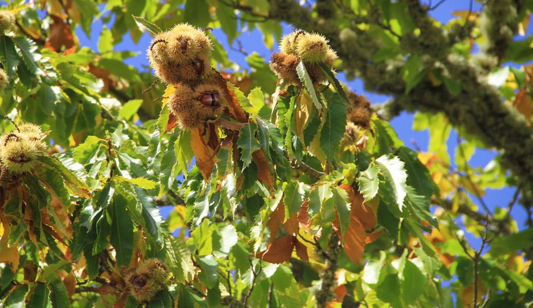 MONTALEGRE - Castanhas e cogumelos no Outono (Net 