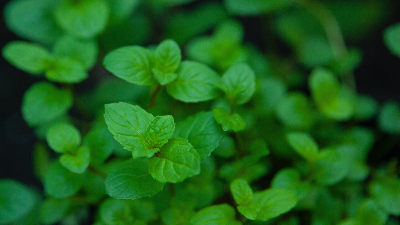 © Karen Laårk Boshoff