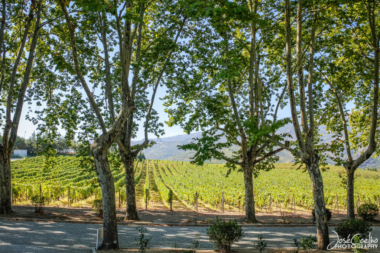 QUINTA DA PACHECA DOURO LAMEGO (10).jpg QUINTA DA PACHECA DOURO LAMEGO (10).jpg