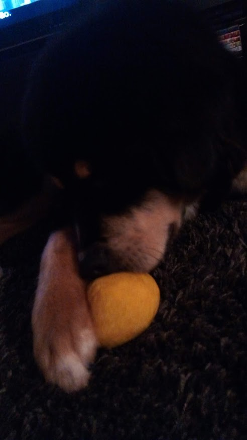 não_me_canso_disto_eevee1.jpg não_me_canso_disto_eevee1.jpg