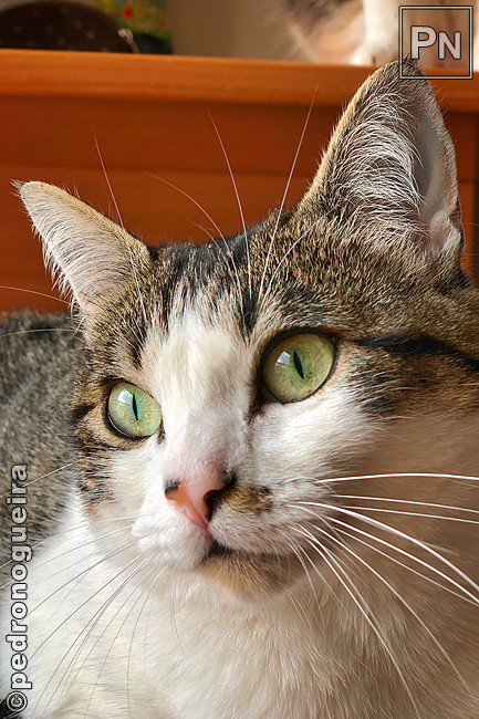 Mai_2018_016a 650px.jpg