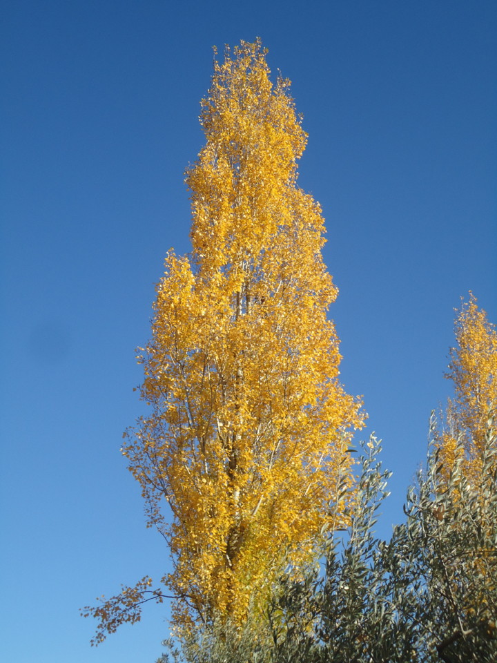 DSC08830.JPG DSC08830.JPG