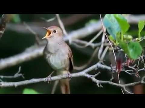 rouxinol - vitórias.jpg