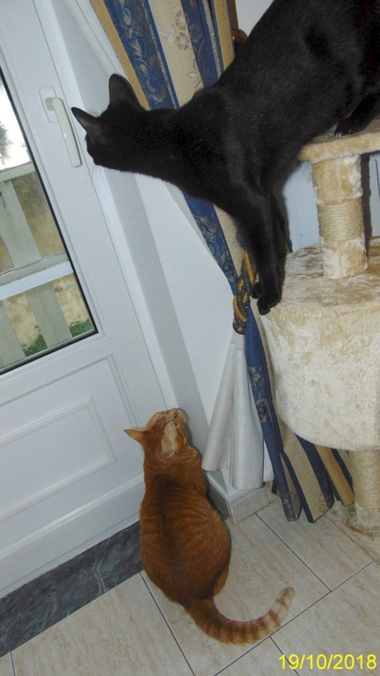 irrua003.JPG irrua003.JPG