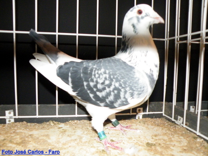 Feira Ibérica Beja 2018 046.JPG Feira Ibérica Beja 2018 046.JPG