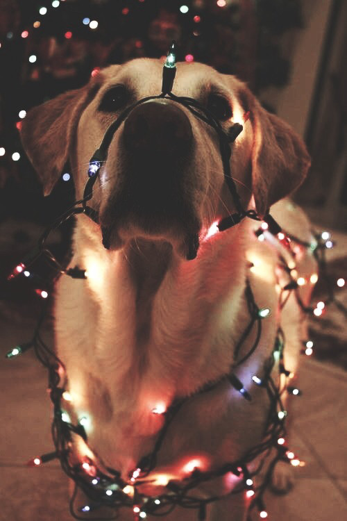 labrador christmas lights.jpg
