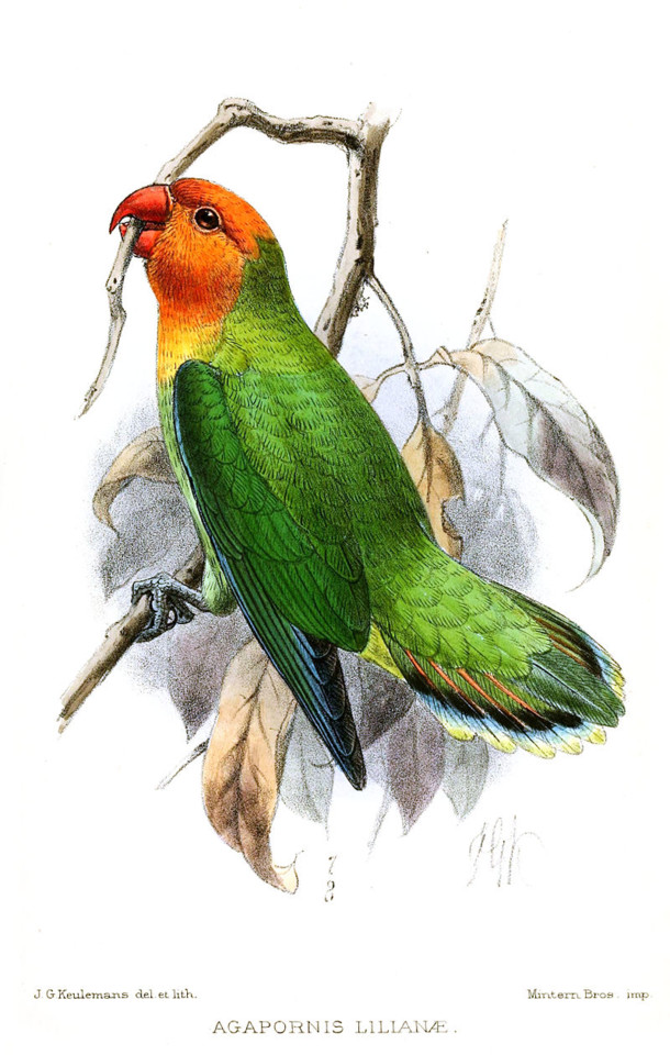 AgapornisLilianaeKeulemans.jpg