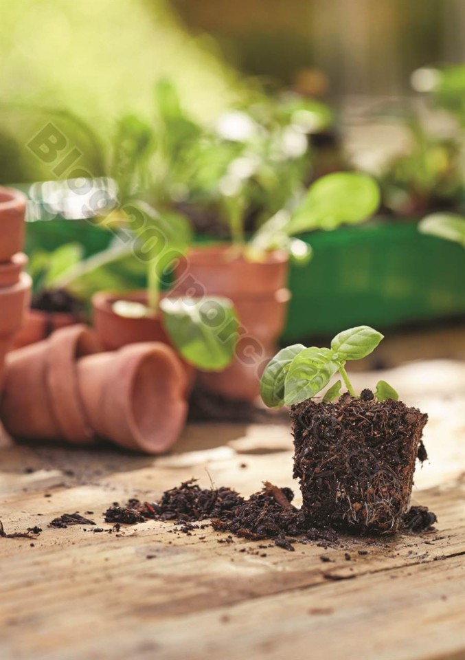 plantas_lidl_mercado_004.jpg
