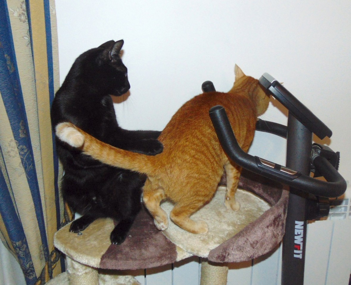 pankainhas.JPG pankainhas.JPG