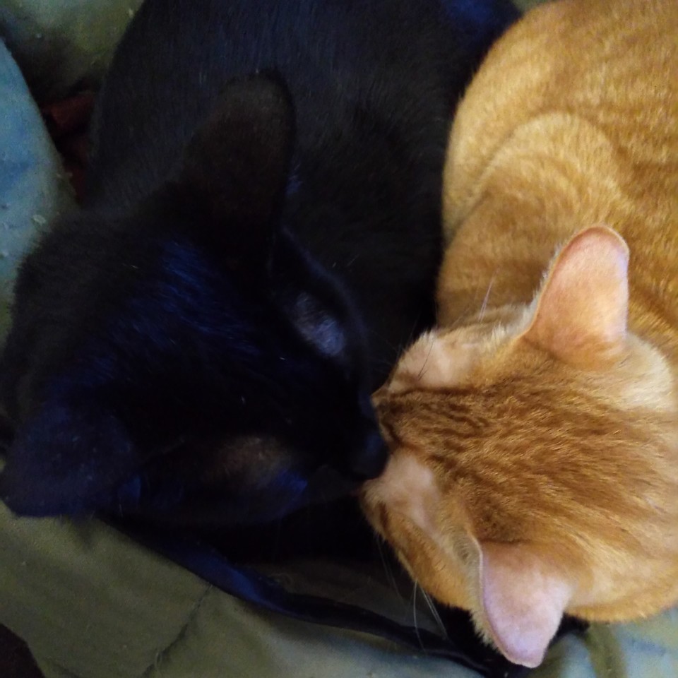 IMG_20191219_155500_166.jpg IMG_20191219_155500_166.jpg