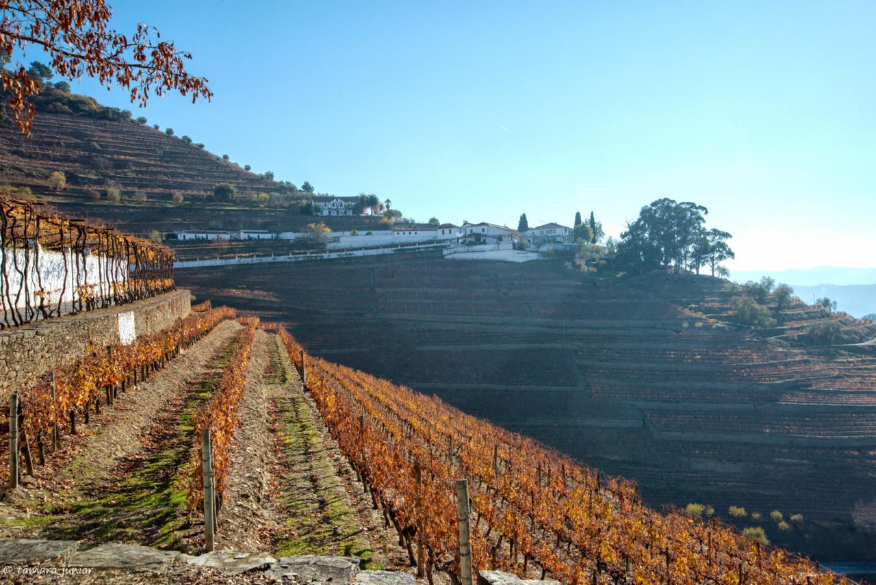 2017.- Pelo Douro no outono II (488).jpg 2017.- Pelo Douro no outono II (488).jpg