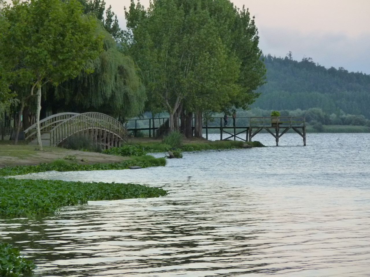 Pateira de Fermentelos (24).JPG