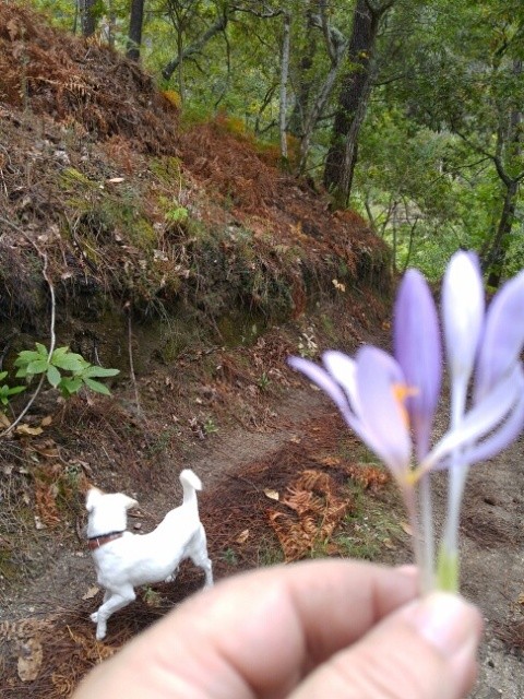 Curtir a Natureza. Cores (28).jpg