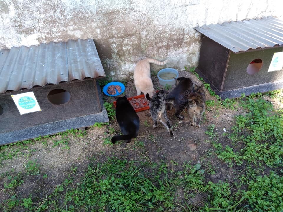 321328780_543370327508652_4963334433879766056_n.jp