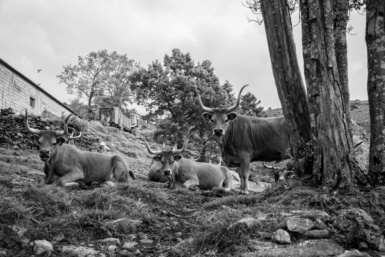 barroso por salto 033 - cópia copy - cópia.jpg barroso por salto 033 - cópia copy - cópia.jpg