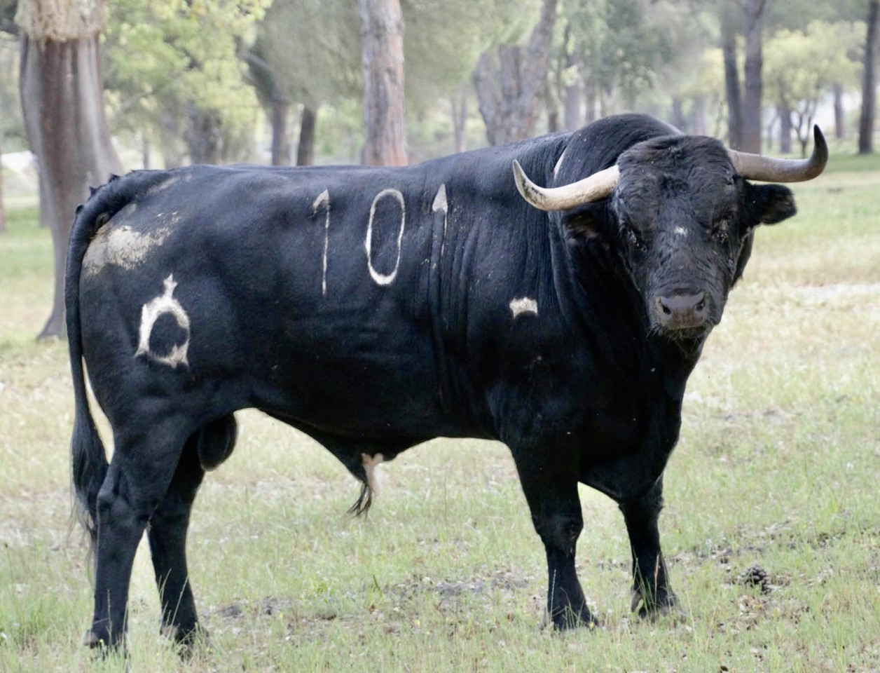 nº 101 - Fernandes de Castro.jpg