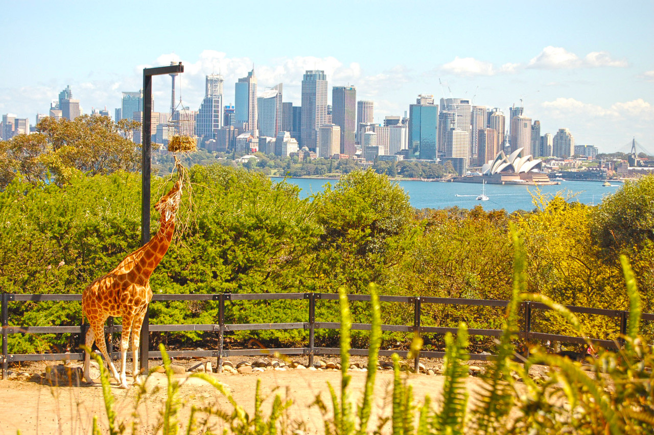 Vistas de Sydney desde o Taronga Zoo