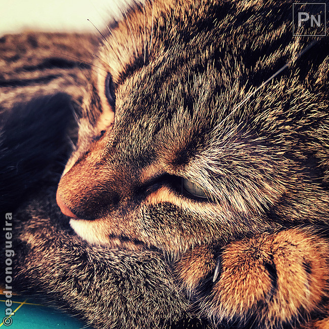 Set_2019_021c 650px.jpg