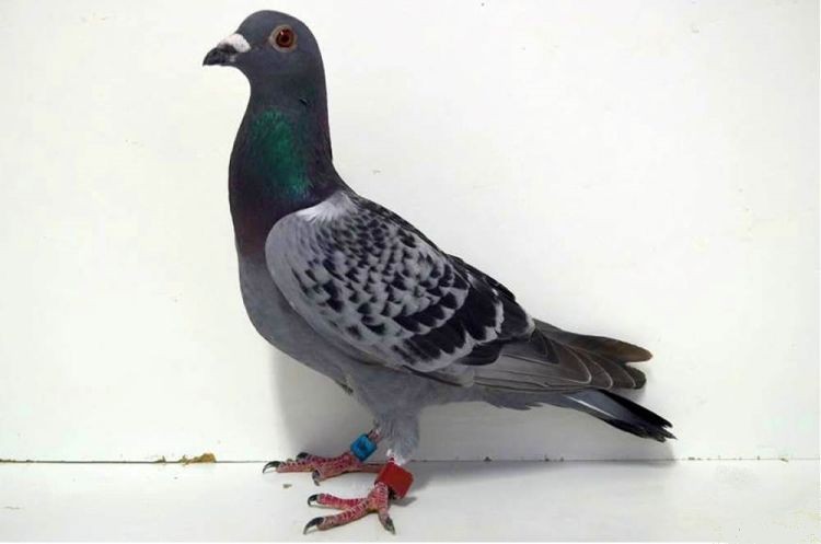 6168516-16.jpg 6168516-16.jpg