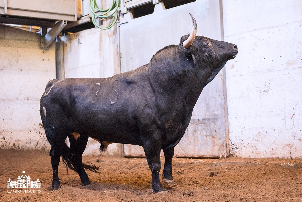 Nome_Acuson -Pelagem_Preto -Data Nascimento_Mar-12