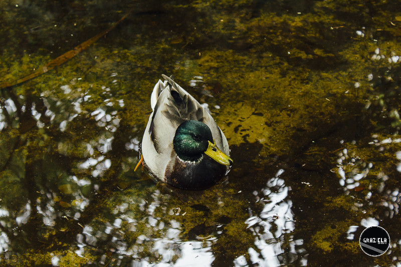 Tapada_da_Ajuda_Lisboa-001364.jpg Tapada_da_Ajuda_Lisboa-001364.jpg