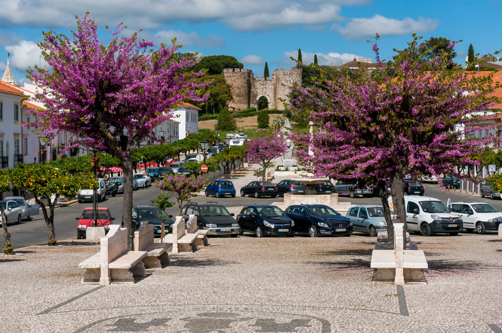 _DSC6146.jpg _DSC6146.jpg