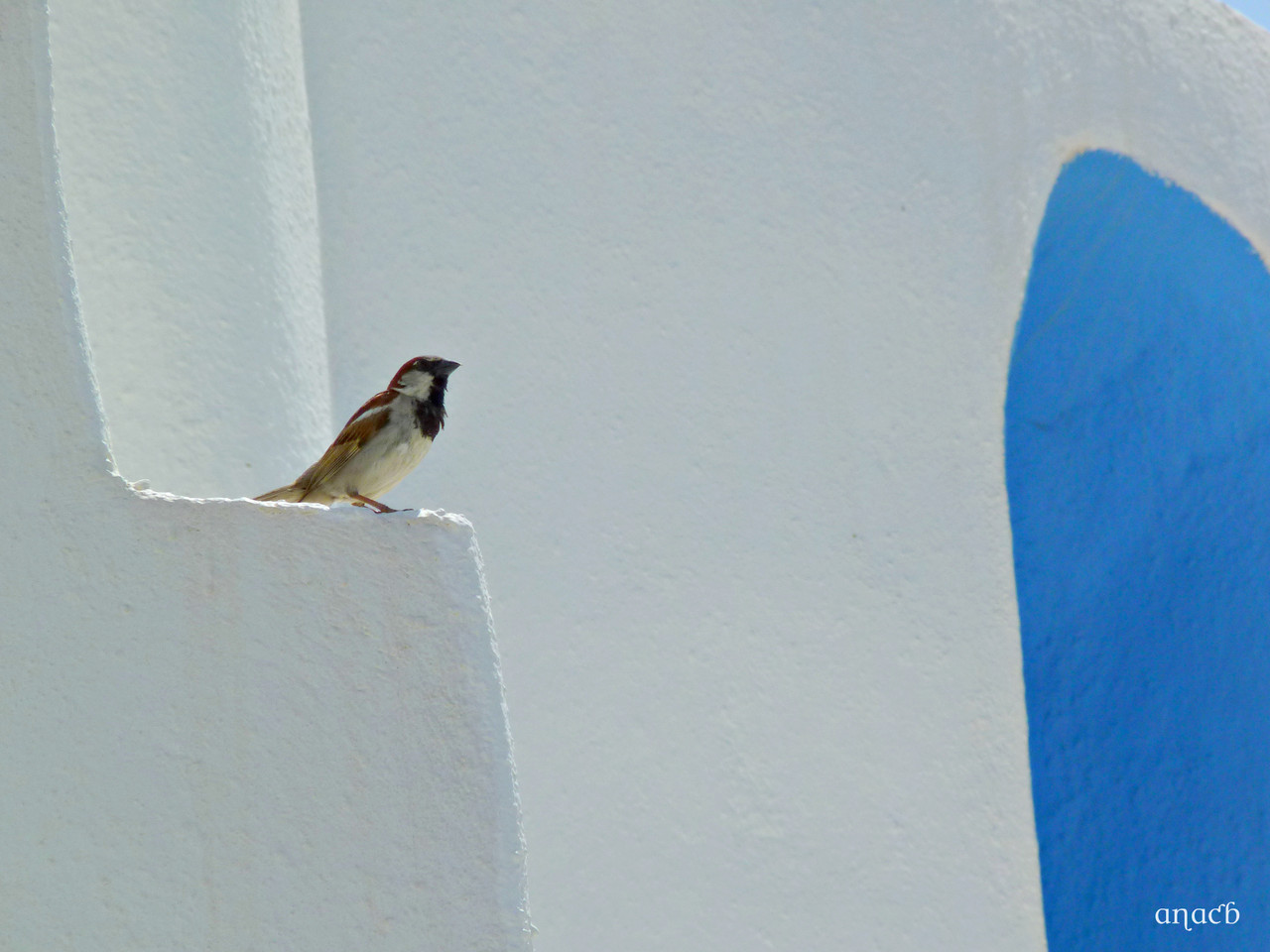 Ios-Chora (2311) cópia assin.jpg