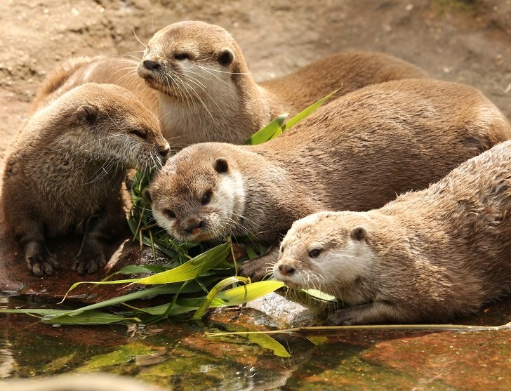 grupo de lontras.jpg