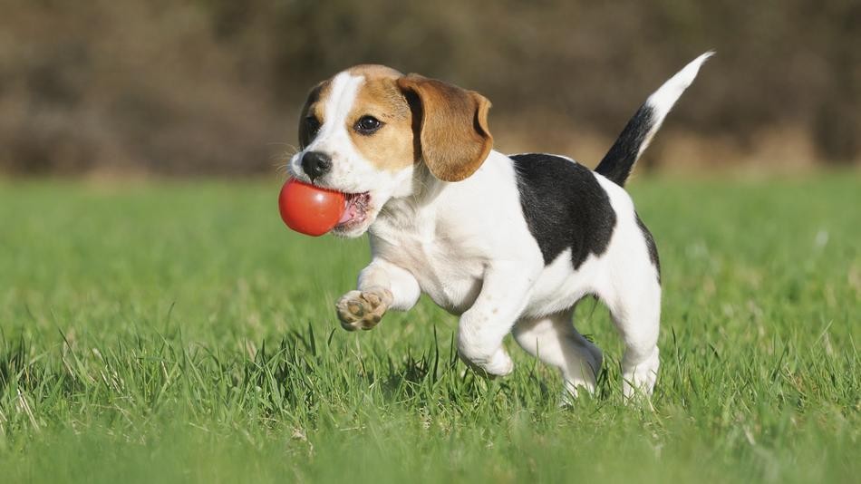 melhores-raças-para-apartamento-beagle.jpg melhores-raças-para-apartamento-beagle.jpg