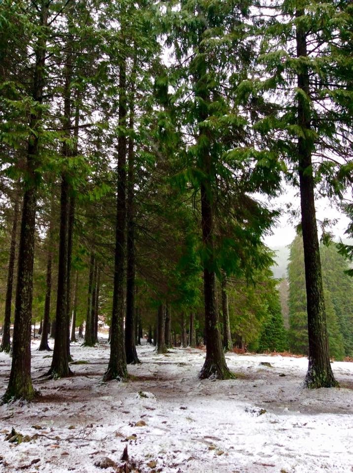 12743930_1654759924787826_7368262126772769760_n.jp