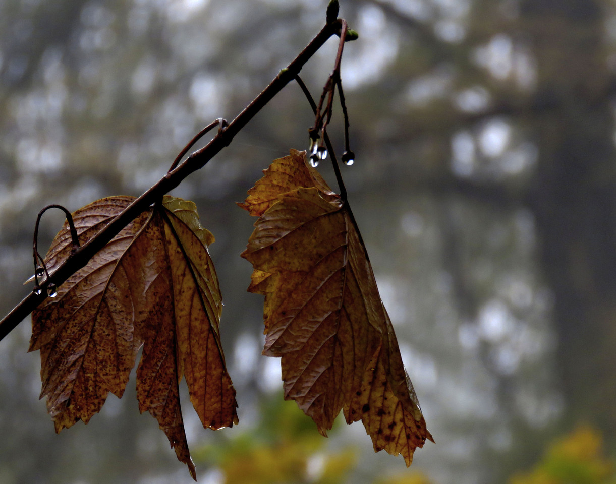 HMCVojlWbLAY9Fyc4wPd