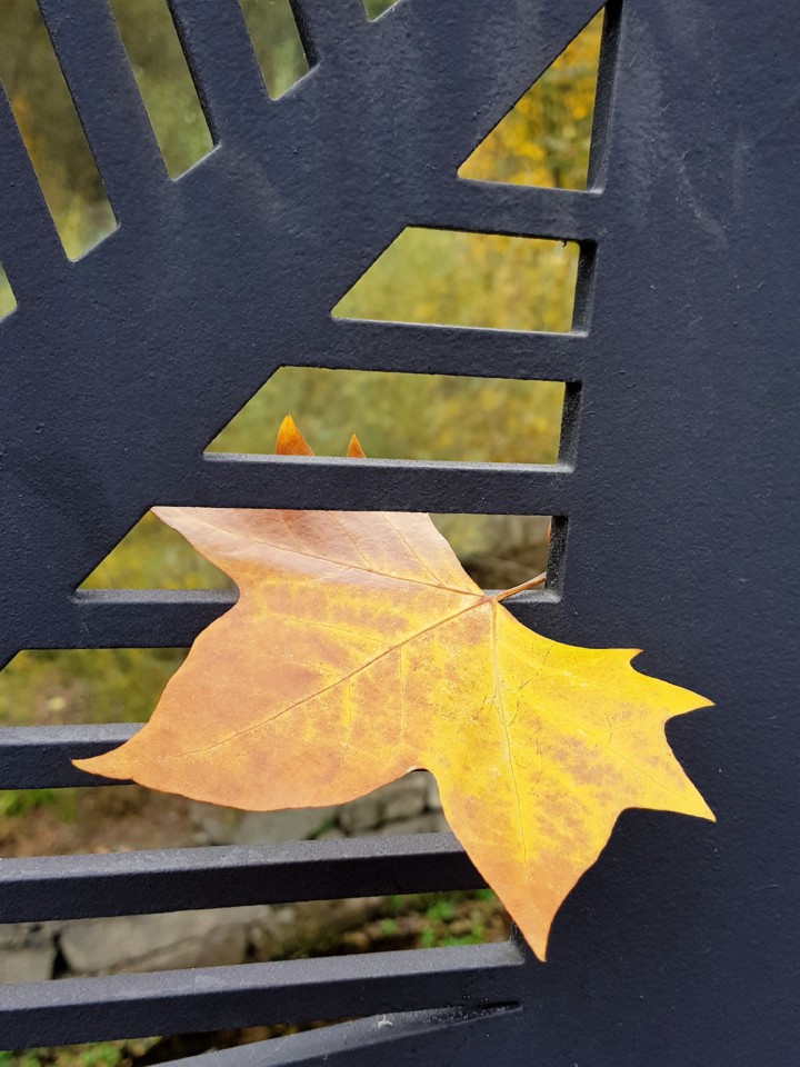 20171122_151252 (2).jpg 20171122_151252 (2).jpg