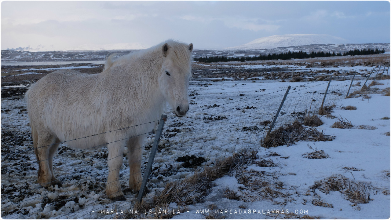 Cavalinho Branco - Maria das Palavras na Islândia