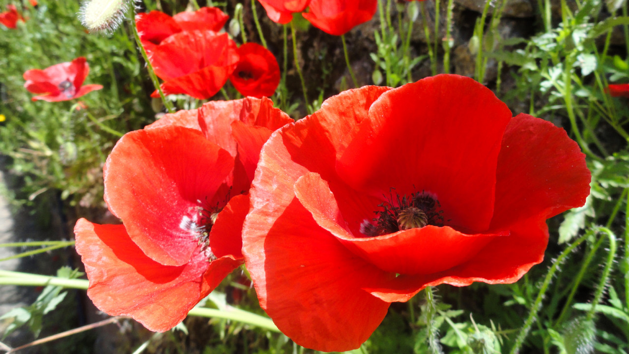 Papoila Alentejo.jpg