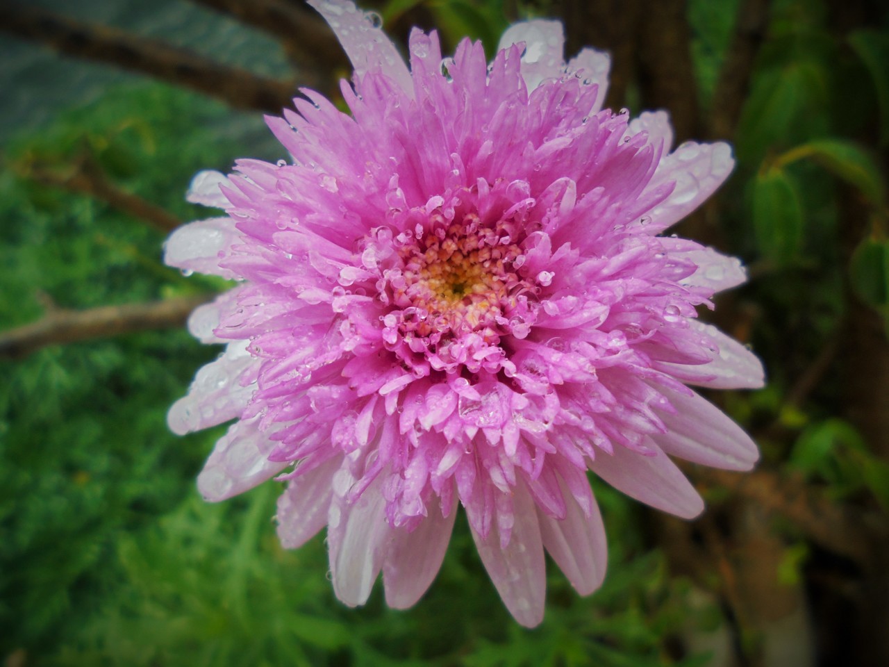 À chuva_2.JPG À chuva_2.JPG