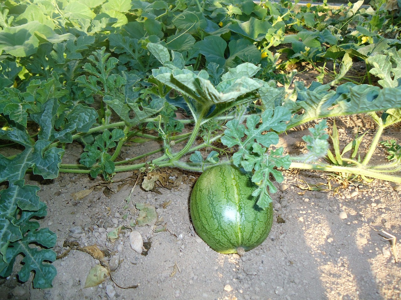 DSC06581.JPG DSC06581.JPG